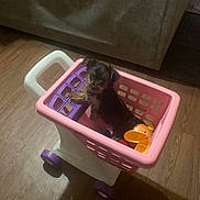 Knala joined the competition — help win amazing prizes! animal, canine, couch, curious, dog, domestic, flooring, household, indoor, looking_up, pet, pet_toy, pink, plastic, playful, puppy, purple, small_dog, toy_cart, wooden_floor