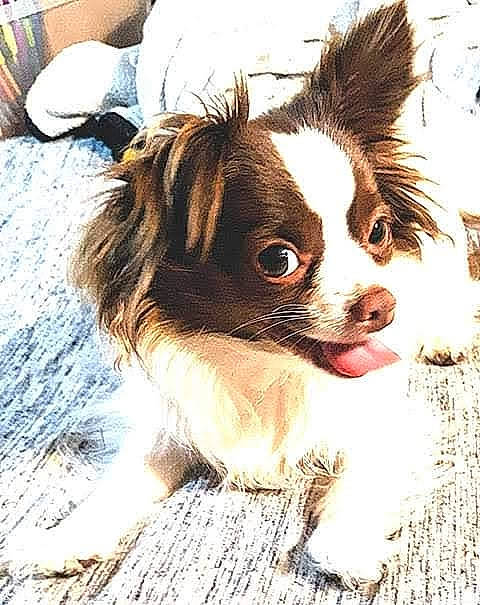Chloe is registered to the contest to win money with this photo: canidae, carnivore, companion_dog, dog, dog_breed, ear, mammal, papillon, phalene, puppy, snout, sporting_group, toy_dog, vertebrate