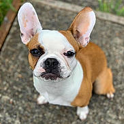 Scarlett joined the competition — help win amazing prizes! dog, puppy, french_bulldog, ears, pet, animal, outdoor, cute, looking_up, brown, white, short_hair, sitting, ground, close_up, young_dog, adorable, companion, friendly, curious