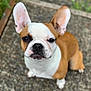 dog, puppy, french_bulldog, ears, pet, animal, outdoor, cute, looking_up, brown, white, short_hair, sitting, ground, close_up, young_dog, adorable, companion, friendly, curious