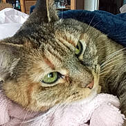 Satinette a rejoint le concours — aidez-le/la à gagner de superbes lots ! abyssinian, animal, blanket, cat, chair, couch, cushion, furniture, homedecor, indoors, kitten, laundry, linen, manx, person, pet, quilt, siamese, sleeping, towel