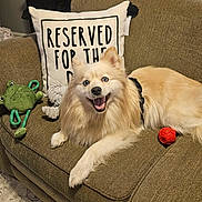 Bella Marie is registered to the contest to win money with this photo: dog, couch, pillow, toy, green_frog, red_ball, happy, smiling, fluffy, blue_eyes, indoor, living_room, pet, animal, fur, resting, cozy, home, cute, canine