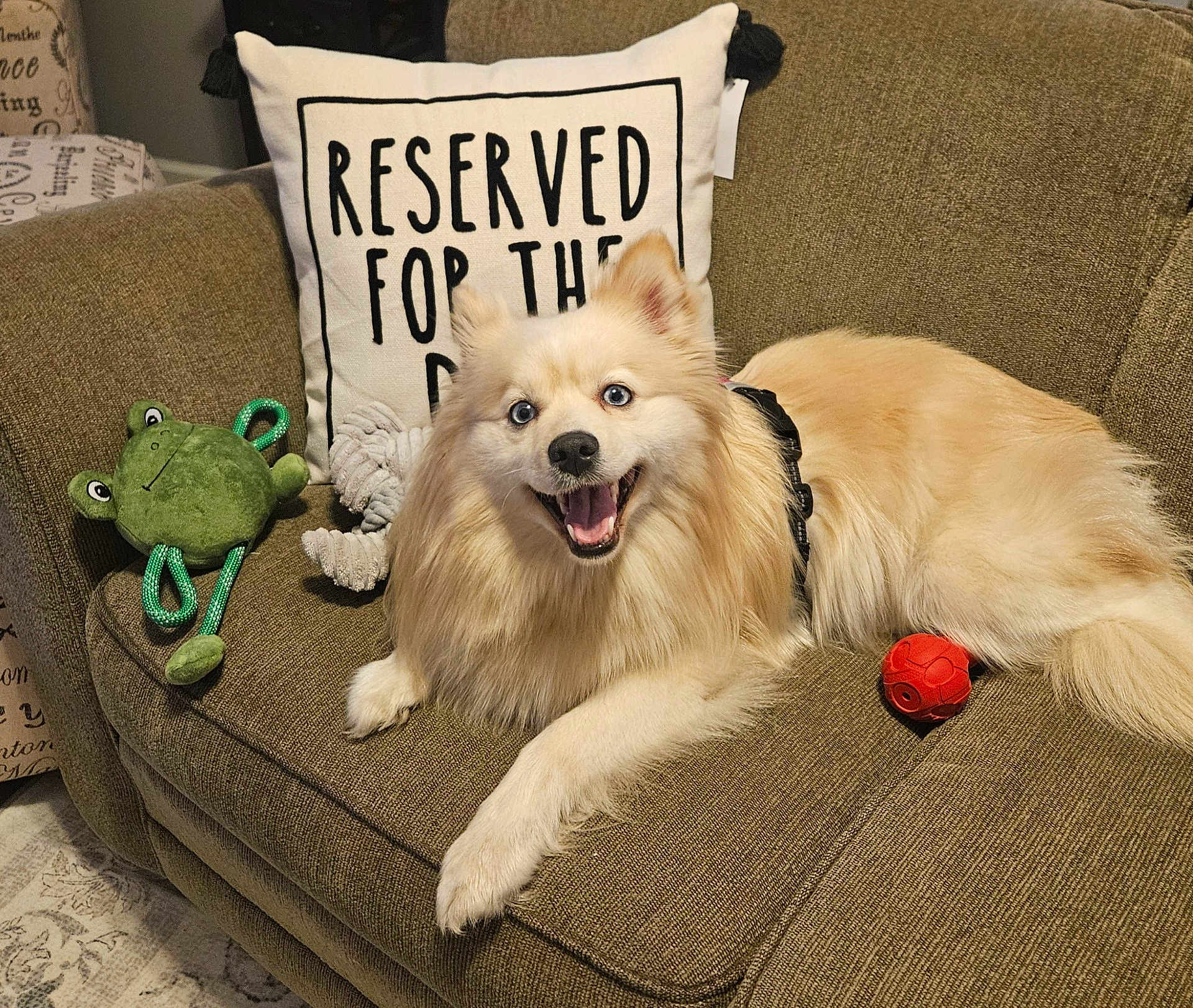 Bella Marie is registered to the contest to win money with this photo: dog, couch, pillow, toy, green_frog, red_ball, happy, smiling, fluffy, blue_eyes, indoor, living_room, pet, animal, fur, resting, cozy, home, cute, canine