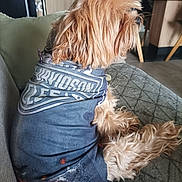 Lizzie a rejoint le concours — aidez-le/la à gagner de superbes lots ! dog, small_dog, harley_davidson_shirt, pet_clothing, fluffy_fur, couch, indoor, home_interior, wooden_furniture, blanket, seated, side_view, relaxed, fur, domestic_animal, canine, living_room, casual, textile, comfort