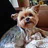 Lizzie a rejoint le concours — aidez-le/la à gagner de superbes lots ! dog, yorkshire_terrier, pet, small_dog, fluffy, blanket, couch, indoor, fur, face, ears, brown, white, black_nose, curious, cute, animal, domestic, relaxing, companion
