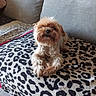 animal, blanket, companion, couch, cozy, cute, dog, domestic_animal, fluffy, fur, furniture, home, indoor, leopard_print, light_brown, pet, portrait, relaxing, resting, small_dog
