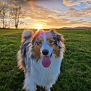 Talia participe au concours pour gagner de l'argent avec cette photo : dog, sunset, grass, field, outdoor, happy, tongue_out, fluffy, nature, sky, clouds, sunlight, scenic, animal, pet, fur, landscape, hill, daylight, mammal