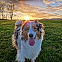 dog, sunset, grass, field, outdoor, happy, tongue_out, fluffy, nature, sky, clouds, sunlight, scenic, animal, pet, fur, landscape, hill, daylight, mammal