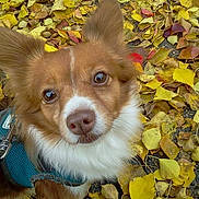 Bingo joined the competition — help win amazing prizes! dog, autumn, leaves, outdoor, pet, canine, brown, white, fur, ears, harness, nature, fall, closeup, cute, animal, leaf_litter, ground, looking_up, portrait