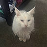 Snowball is registered to the contest to win money with this photo: cat, white_cat, blue_eyes, fluffy, pet, indoor, carpet, furniture, looking_up, animal, mammal, household, closeup, domestic_cat, whiskers, ears, fur, cute, portrait, companion
