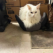 Snowball joined the competition — help win amazing prizes! cat, white_cat, fluffy, indoor, cardboard_boxes, floor_mat, floor, storage, boots, resting, pet, animal, feline, clutter, quiet, lonely, small_space, box, curious, domestic