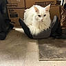 cat, white_cat, fluffy, indoor, cardboard_boxes, floor_mat, floor, storage, boots, resting, pet, animal, feline, clutter, quiet, lonely, small_space, box, curious, domestic