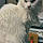 Snowball
