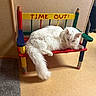 Snowball joined the competition — help win amazing prizes! cat, white_cat, tabby_cat, bench, colorful, time_out, indoor, floor, furniture, pet, animal, resting, curious, wooden_bench, small_bench, playful, domestic_animal, fur, tail, pencil_leg