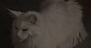 Snowball is registered to the contest to win money with this photo: cat, white_cat, fluffy, animal, pet, feline, resting, dark_background, quiet, calm, indoor, fur, whiskers, ears, tail, mammal, cute, small, companion, sleepy