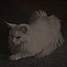 cat, white_cat, fluffy, animal, pet, feline, resting, dark_background, quiet, calm, indoor, fur, whiskers, ears, tail, mammal, cute, small, companion, sleepy