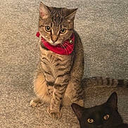 Princess joined the competition — help win amazing prizes! cat, tabby_cat, black_cat, pet, animal, feline, collar, bell, carpet, indoor, cute, alert, sitting, fur, whiskers, eyes, tail, domestic_animal, two_cats, portrait