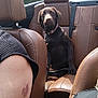 dog, labrador, brown_dog, car_interior, convertible, leather_seat, backseat, outdoor, trees, sunny, person_partial, shoulder, seatbelt, collar, pet, animal, relaxed, daytime, vehicle, nature