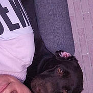 Venom a rejoint le concours — aidez-le/la à gagner de superbes lots ! person, dog, labrador, chocolate_labrador, face, eyes, couch, sofa, brick_wall, indoor, pet, companion, relaxing, casual, portrait, closeup, animal, human, home, furniture