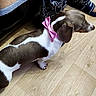 Violette participe au concours pour gagner de l'argent avec cette photo : dog, dachshund, pet, animal, pink_bow, collar, short_legs, long_body, brown_and_white, indoor, wood_floor, chair, furniture, human_feet, clothing, home, side_view, standing, cute, photography