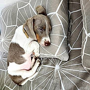 Violette participe au concours pour gagner de l'argent avec cette photo : dog, puppy, sleeping, sleepy, pet, animal, curled_up, bed, pillow, indoors, brown_and_white, short_hair, collar, relaxed, cozy, nap, cute, canine, bedding, photography