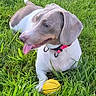 dog, puppy, weimaraner, short_hair, gray_fur, white_fur, lying_down, tongue_out, open_mouth, collar, pink_collar, outdoors, grass, lawn, yellow_ball, pet, playful, animal, portrait, daylight