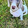 puppy, dog, weimaraner, pet, grass, outdoor, garden, sitting, portrait, wide_eyed, floppy_ears, brown_and_white, collar, canine, animal, cute, grassland, daylight, vertical_photo, adorable