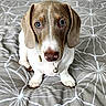Violette a rejoint le concours — aidez-le/la à gagner de superbes lots ! dog, beagle, pet, animal, portrait, sitting, indoors, bedroom, bed, bedsheet, dresser, furniture, brown_and_white, floppy_ears, long_ears, brown_eyes, collar, looking_at_camera, centered_composition, patterned_bedding
