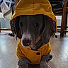 dog, dachshund, raincoat, yellow_coat, hood, pet, puppy, animal, sitting, indoor, wooden_floor, chairs, costume, cute, portrait, front_view, floppy_ears, brown_fur, white_markings, photography
