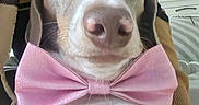 Violette participe au concours pour gagner de l'argent avec cette photo : dog, pet, portrait, close_up, bow_tie, pink_bow, white_fur, brown_fur, blue_eyes, nose, floppy_ears, sitting, indoor, chair, home, cozy, cute, funny, fashion, accessory