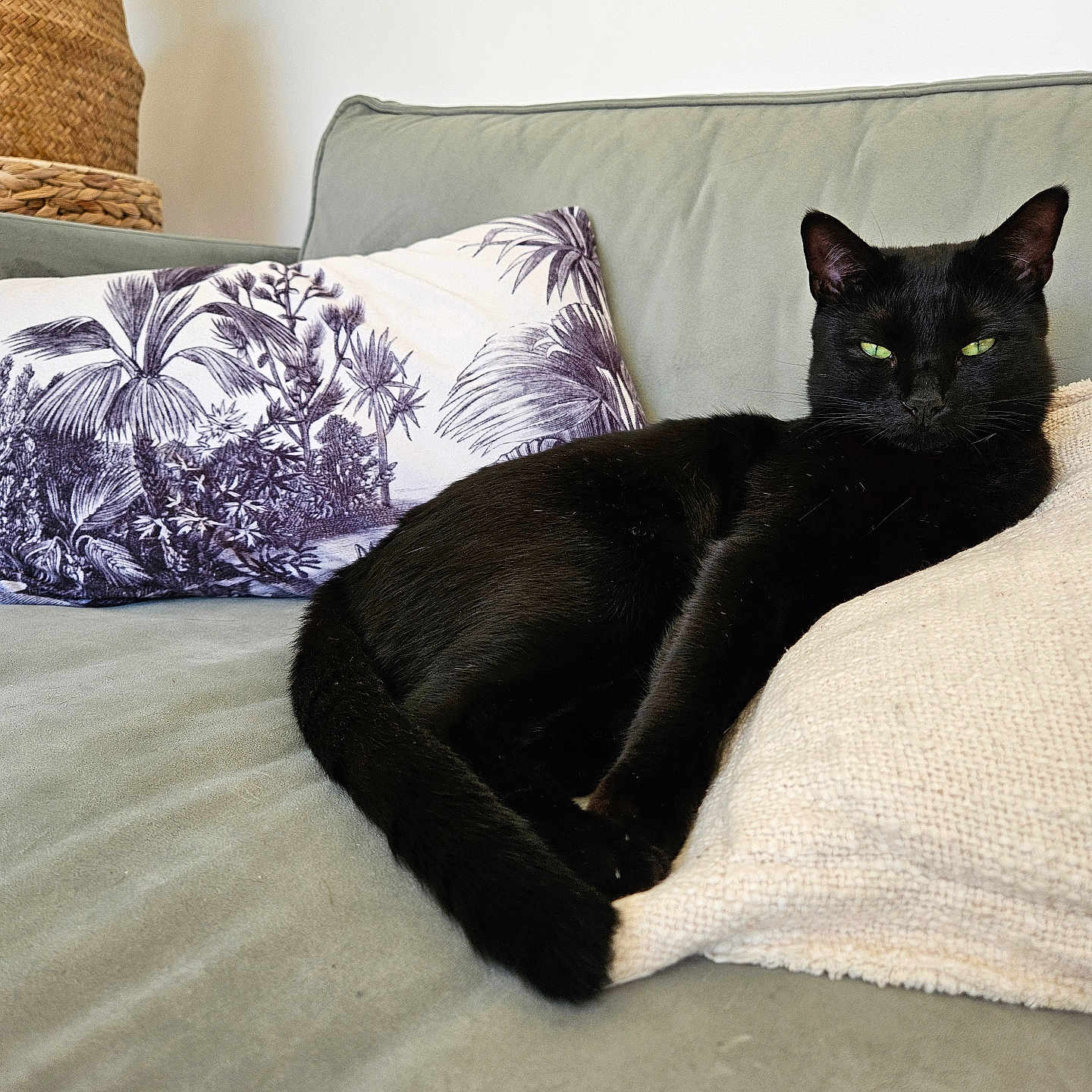 Tya participe au concours pour gagner de l'argent avec cette photo : animal, architecture, bed, bedroom, blackcat, blanket, building, cat, couch, cushion, furniture, homedecor, indoors, kitten, linen, livingroom, manx, pet, pillow, room