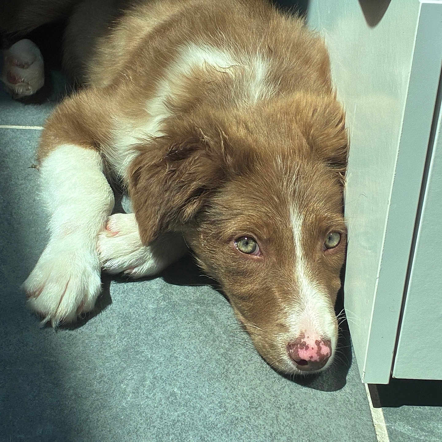 Nala participe au concours pour gagner de l'argent avec cette photo : puppy, dog, brown_and_white, sleeping, lying_down, floppy_ears, pink_nose, paws, fur, pet, indoor, floor, tiles, sunlight, shadow, cabinet, kitchen, close_up, cute, relaxed