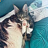 Willow is registered to the contest to win money with this photo: animal, blue, cat, couch, cozy, cute, ears, feline, fur, indoor, kitten, paw, pet, pillow, pink_paw_pads, relaxed, resting, rolled_blanket, teal, whiskers
