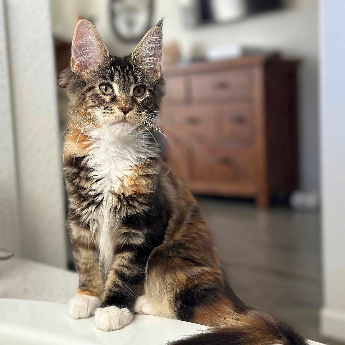 Willow is registered to the contest to win money with this photo: bathroom_sink, blurred_background, cat, close_up, curious, domestic_animal, ears, eyes, feline, fluffy_fur, home_interior, indoor, pet, portrait, sitting, tabby_cat, tail, whiskers, white_paws, wooden_furniture