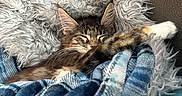 Willow joined the competition — help win amazing prizes! animal, blanket, cat, comfort, couch, cozy, cute, fluffy, fur, indoor, nap, paw, pet, pillow, plaid, relaxed, resting, sleeping, tabby, whiskers
