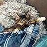 animal, blanket, cat, comfort, couch, cozy, cute, fluffy, fur, indoor, nap, paw, pet, pillow, plaid, relaxed, resting, sleeping, tabby, whiskers