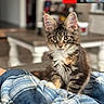 Willow is registered to the contest to win money with this photo: animal, blanket, blue, blurred_background, cat, cozy, cute, ears, eyes, feline, fur, indoor, kitten, marker, pet, plaid, resting, tabby, table, whiskers