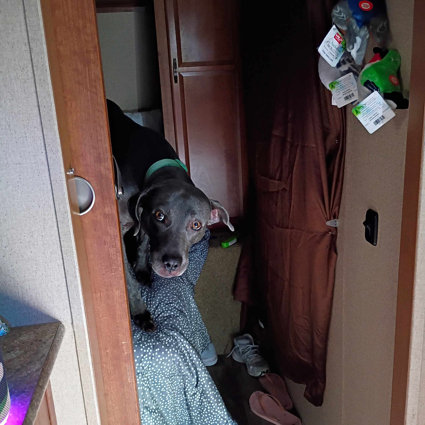 Timone joined the competition — help win amazing prizes! animal, bed, black_dog, blanket, cabinet, collar, cozy, curious, curtain, dog, door, floor, furniture, indoor, pet, resting, room, shoes, slippers, wooden_door