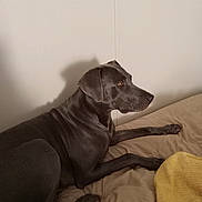 Timone joined the competition — help win amazing prizes! dog, bed, blanket, gray_dog, indoor, pet, animal, resting, side_view, looking_away, shadow, wall, calm, cozy, knitted_blanket, paw, fur, canine, domestic, sleep_area