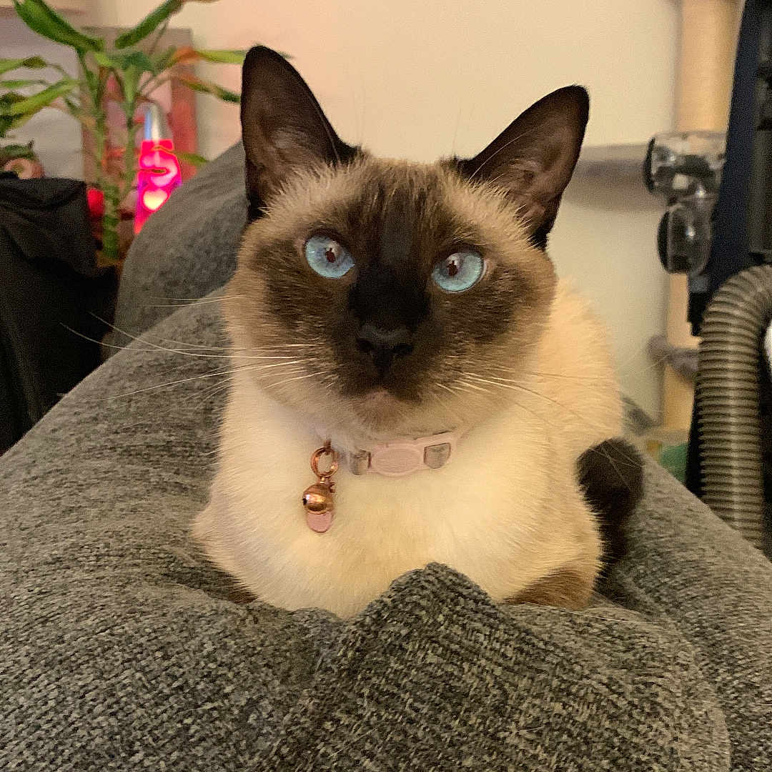 Simone