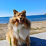 Ouma a rejoint le concours — aidez-le/la à gagner de superbes lots ! dog, shetland_sheepdog, beach, sea, sky, outdoor, animal, pet, fur, happy, smiling, leash, nature, sunny, sitting, stone_bench, water, coast, canine, portrait