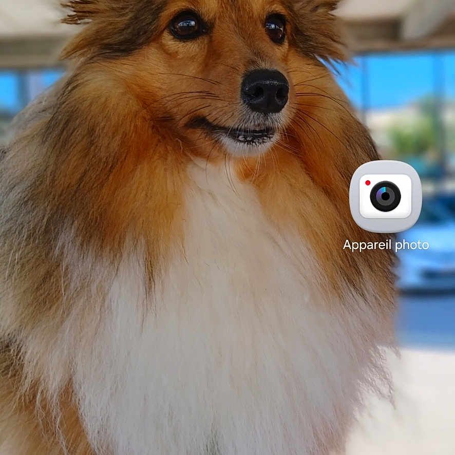 Ouma participe au concours pour gagner de l'argent avec cette photo : dog, shetland_sheepdog, fluffy, pet, animal, portrait, furry, brown, white, ears, face, outdoor, blurred_background, smartphone_screen, phone_icons, app_icons, home_screen, mobile, paw, canine