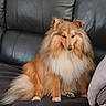 Ouma participe au concours pour gagner de l'argent avec cette photo : dog, shetland_sheepdog, pet, fluffy, couch, indoor, animal, fur, mammal, sitting, canine, companion, calm, cute, domestic, long_hair, relaxed, brown, white, portrait