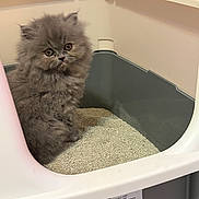Luna is registered to the contest to win money with this photo: kitten, cat, litter_box, gray, fluffy, pet, indoor, curious, small, feline, cute, animal, young, soft_fur, domestic, box, close_up, eyes, sitting, household