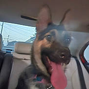 Ruby joined the competition — help win amazing prizes! dog, german_shepherd, car_interior, tongue_out, pet, animal, seat, window, collar, tag, blurred, happy, canine, inside, vehicle, backseat, ears, fur, smiling, domestic_animal