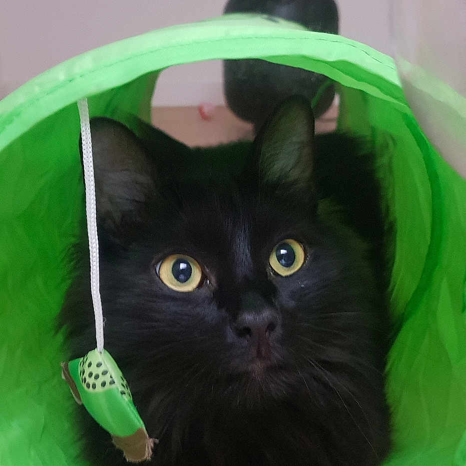Nox a rejoint le concours — aidez-le/la à gagner de superbes lots ! animal, black_cat, cat, closeup, curious, cute, domestic_cat, feline, floor, fur, green_tunnel, household, indoor, kitten, looking_up, pet, playful, toy_mouse, whiskers, yellow_eyes
