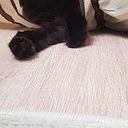 Nox participe au concours pour gagner de l'argent avec cette photo : black_cat, cat, pet, animal, yellow_eyes, paws, wooden_floor, beige_tunnel, curious, indoor, feline, playful, pet_toy, crinkly_tunnel, close_up, whiskers, fur, domestic_cat, resting, peek