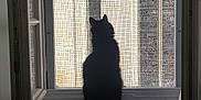 Nox a rejoint le concours — aidez-le/la à gagner de superbes lots ! cat, silhouette, window, mesh_screen, indoor, sitting, fluffy, urban, building, light, shadow, contrast, quiet, stillness, pet, animal, feline, windowsill, daylight, architecture