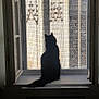 cat, silhouette, window, mesh_screen, indoor, sitting, fluffy, urban, building, light, shadow, contrast, quiet, stillness, pet, animal, feline, windowsill, daylight, architecture