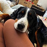 Vaïco participe au concours pour gagner de l'argent avec cette photo : dog, bernese_mountain_dog, puppy, black_white_brown, pet, animal, close_up, portrait, fluffy, long_hair, brown_eyes, nose, whiskers, couch, sofa, blanket, living_room, home, indoor, cozy